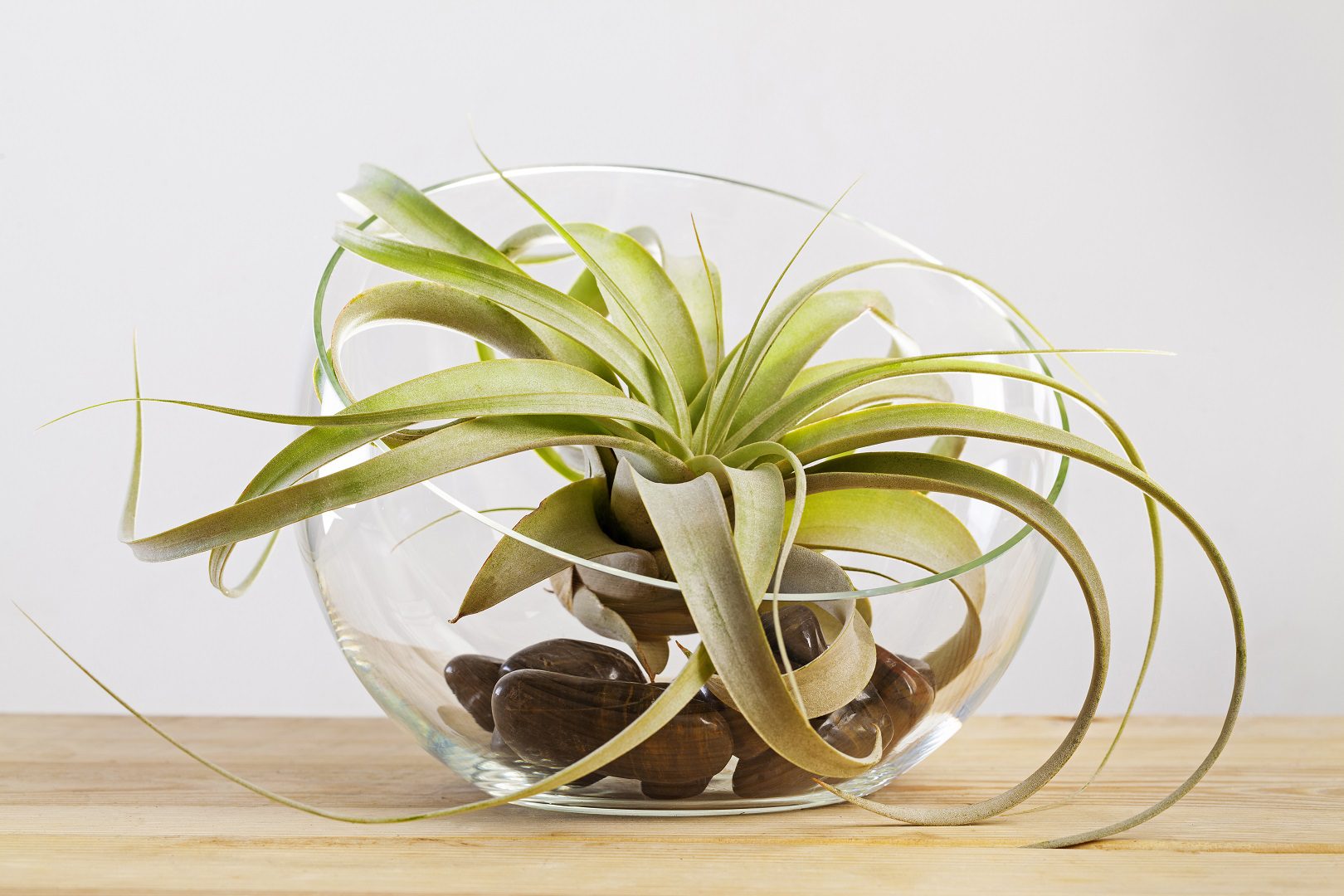 Air plant for shelf decoration