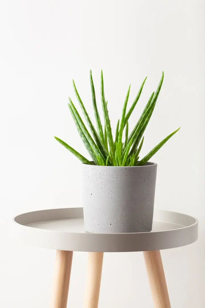 Aloe Vera for skin care and home decor