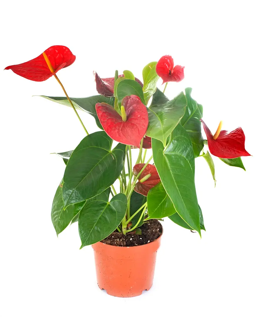 Anthurium Plant Colors Your Small Home