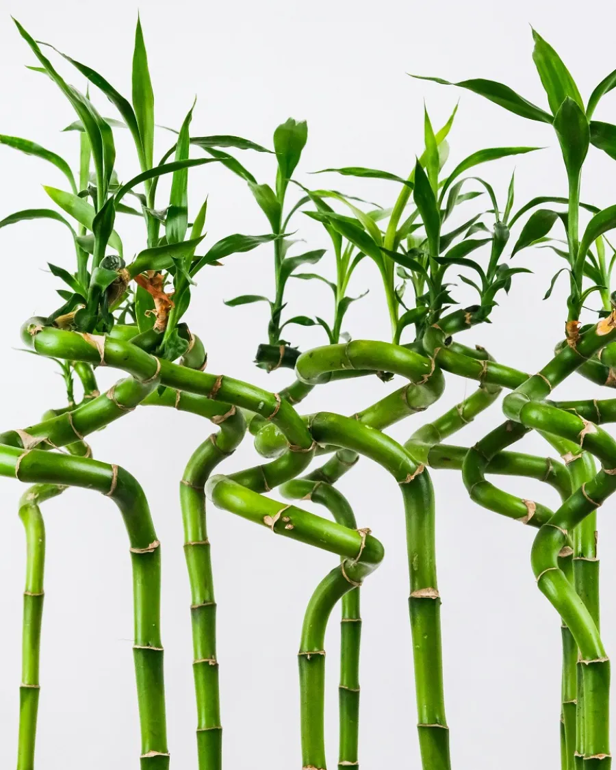 Bamboo adds a touch of green to your home and decorates its rooms 1 نبات البامبو